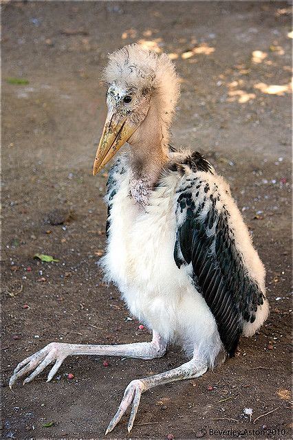 43 best images about Marabou Stork on Pinterest | Africa, Lakes and Kites