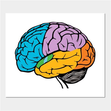 Parts Of The Human Brain - Simple Brain Draw by health | Lobulos del ...