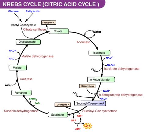 Krebs Cycle Diagram