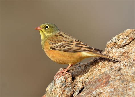 Ortolan Bunting | Beautiful birds, Colorful birds, Wild birds