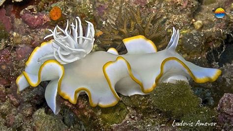 Nudibranchs fun facts about nudibranchs in Bali