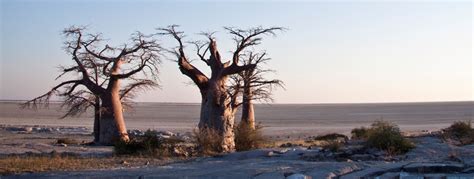 Makgadikgadi Pans National Park Safari | Botswana | Africa Sky