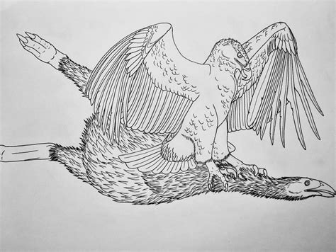 Haast's Eagle by Saberrex on DeviantArt