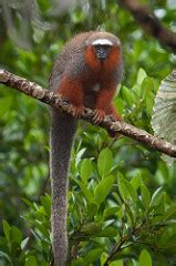 What is a Titi Monkey? - Habitat, Species & Facts | Study.com