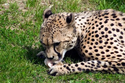 Eating cheetah | Stock Photo | Colourbox