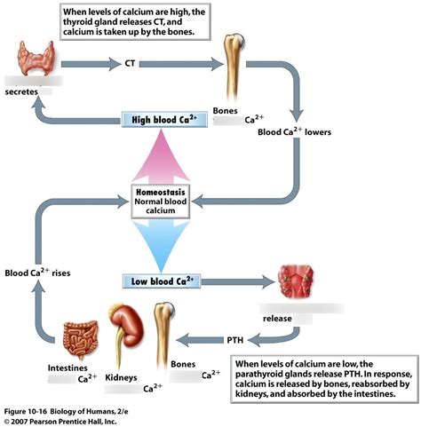 Diagram of Calcium homeostasis | Quizlet