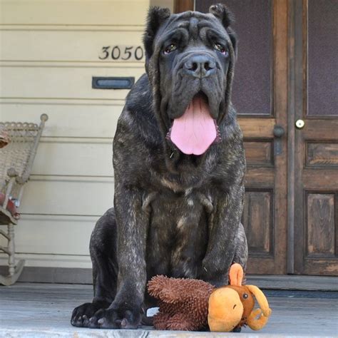 American Molossus pup Old World Tigris at 4 months Check us out at www.oldworldmolossus.com and ...