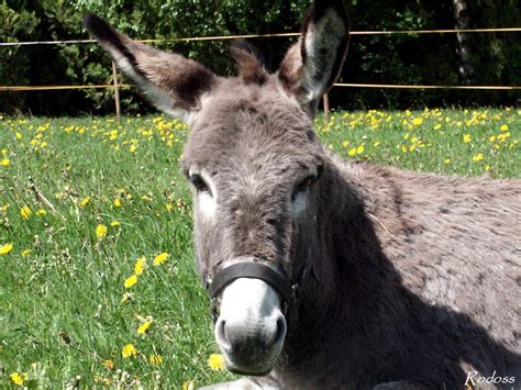 Donkey Wallpapers - Pets Cute and Docile