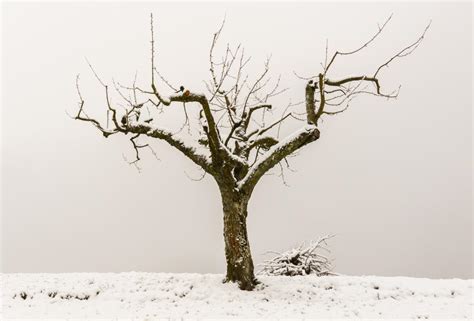 Pruning pip fruit trees in winter - apple trees, pear trees, quince, medlar...