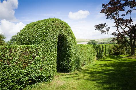 Outdoor Plants Hedges & Shrubs Commonly Known as Privet and Grown ...