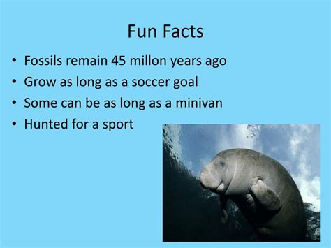 Manatee Facts And Information Visual Ly - Riset