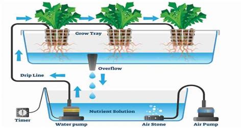 Best Air Pump for Hydroponics System: A Buying Guide - My Garden Plant