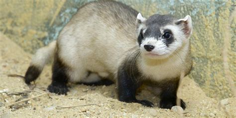 Black-footed ferret | Smithsonian's National Zoo and Conservation ...