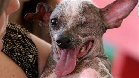 Beloved, officially ugly dog dies - CNN.com
