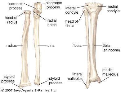 Labelled Radius Bone / 9 Schematic drawing of both the radius and the ulna (left and right ...