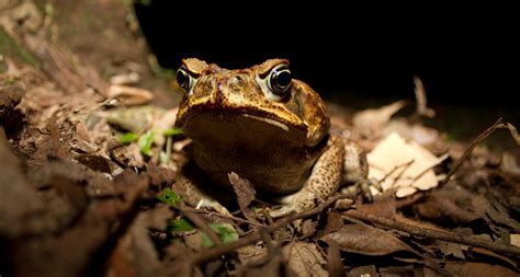 Cane toads can handle the cool | Science News