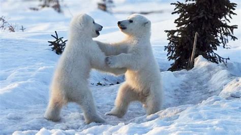 Tiny polar bear cubs play and wrestle [VIDEO] | Dawn Productions