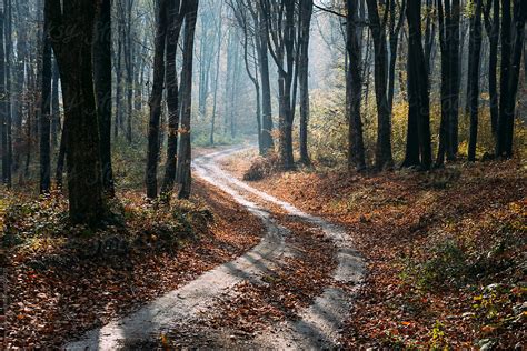 "Winding Forest Autumn Road" by Stocksy Contributor "Cosma Andrei ...