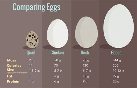 Eggsposing Egg Carton Labels | Fix.com