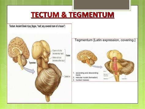 MIDBRAIN basic anatomy and applied aspects.