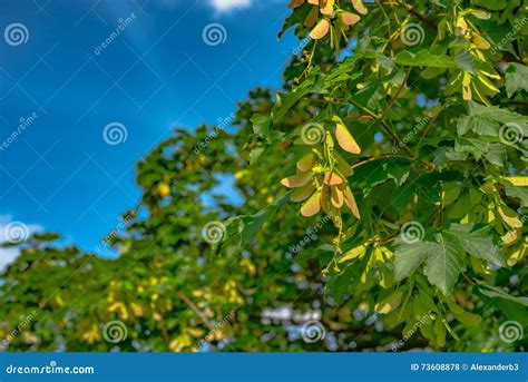 Winged Sycamore Seeds on Tree Stock Photo - Image of germinate, life ...