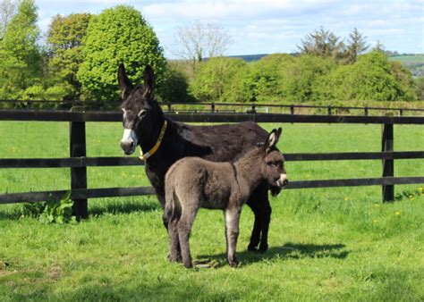 Donkey born during lockdown at The Donkey Sanctuary Ireland has been named ‘Lockie’