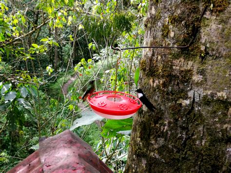 Cocora Valley Hike: How to See Salento's Famous Wax Palms