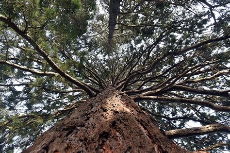 Mindfulness in the Garden | Dunedin Botanic Garden Official Website