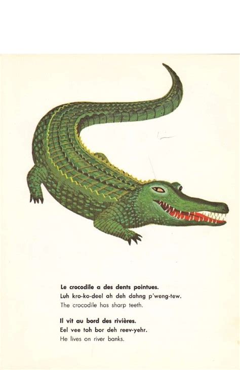 crocodile illustrations on pinterest - Google Search | Crocodile illustration, Animal ...