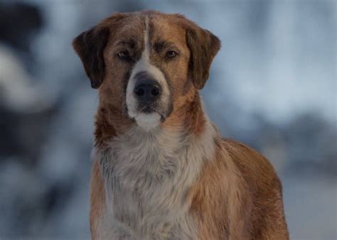 'The Call of the Wild' Rejuvenates Box Office for Dog Movies