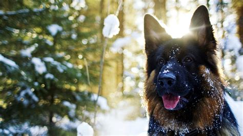 German Shepherd In Snow, HD Animals, 4k Wallpapers, Images, Backgrounds ...