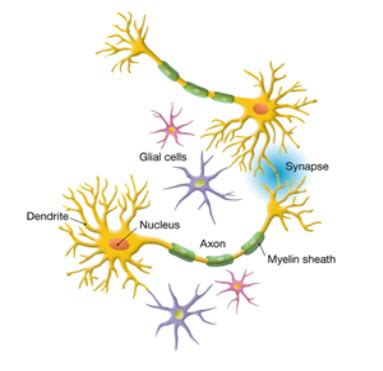 2.03: The Nervous System