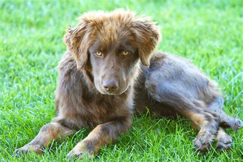 "Chocolate Aussiedor" (Chocolate Lab & Australian Shepherd) | Australian shepherd mix ...