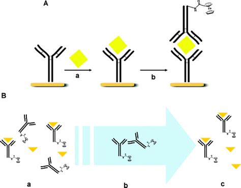 Antigen Antibody Interaction Diagrams - ClipArt Best