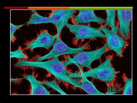 Hela cell lines