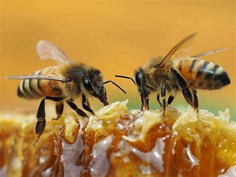 Lebah Apis Mellifera, Lebah Unggul Penghasil Madu - Agrozine