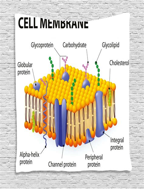 Educational Tapestry, Detailed Diagram of Membrane Cell Structure Types of Protein Molecules ...