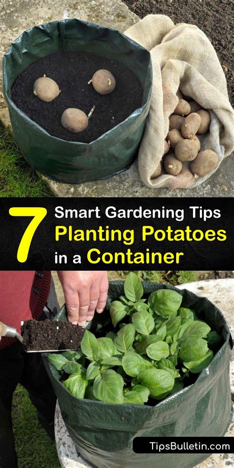 Pot Grown Potatoes - Smart Guide for Planting Potatoes in Containers