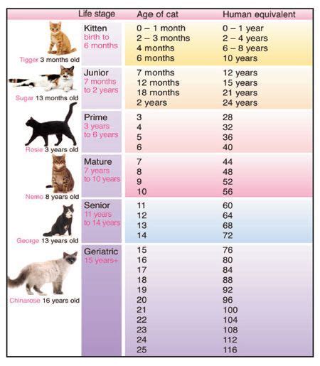 Domestic Cat Weight Chart By Age