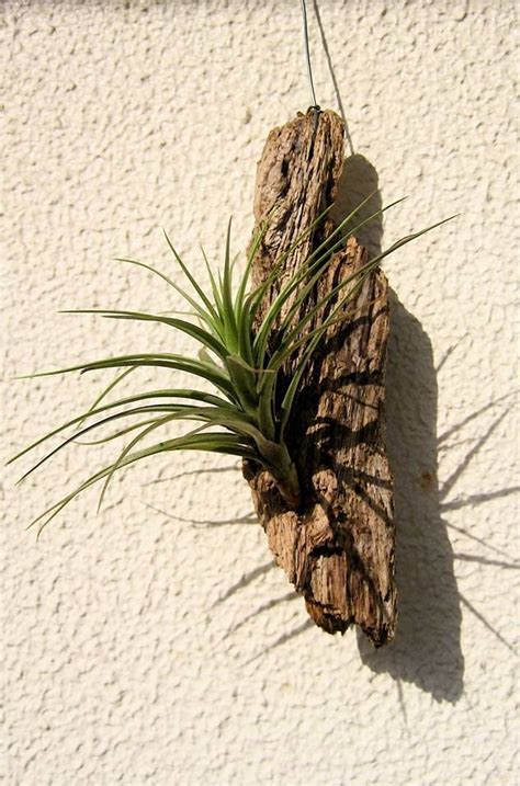 99 best images about Tillandsia - Air Plants on Pinterest | Gardens, Plant sale and Air plant ...