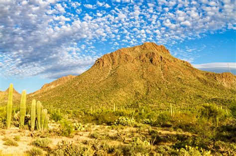 Sonoran Connection: Tucson Mountain Park