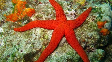 My Newsroom: Biology: Echinoderms