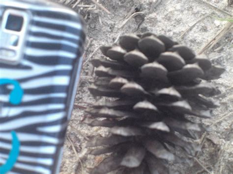 STHS AP Biology: Gymnosperm Cone