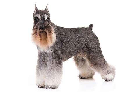 Miniature Schnauzer Dog Breed Information