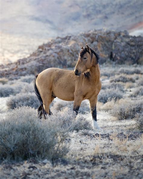 A beautiful buckskin I found roaming around today. : r/Horses