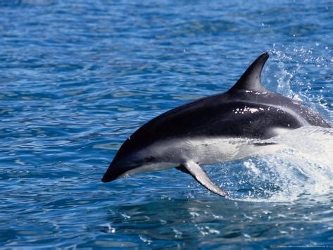 Dusky Dolphin, Leaping, New Zealand Photographic Print by Gerard Soury - AllPosters.co.uk