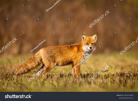 Mammals European Red Fox Vulpes Vulpes Stock Photo 2063318300 ...