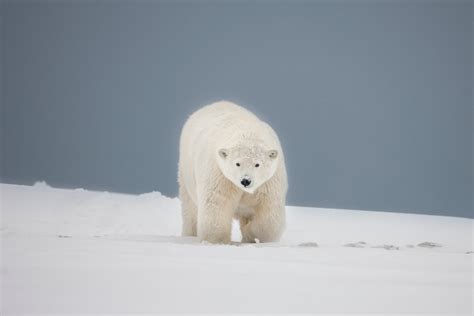 arctic-alaska-photo-polar-bears-tours | Hugh Rose Photography