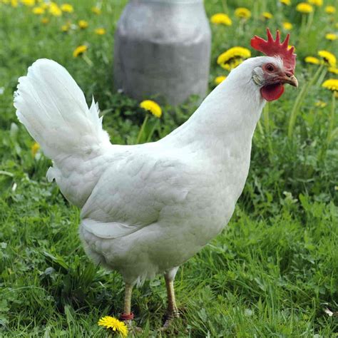 Gallinas Leghorn