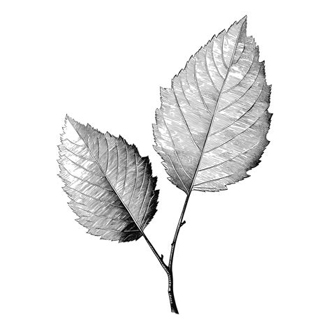 Premium Vector | Hand drawn sketch birch leaf illustration